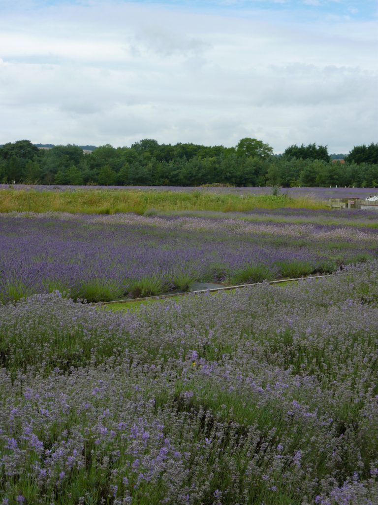 Wolds Way Lavender farm