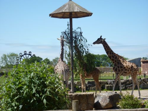 Flamingo Land Theme Park and Zoo - Thrilling adventuresl