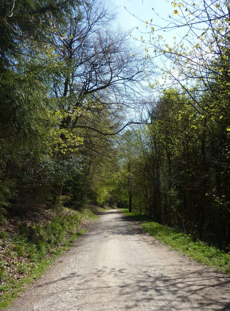 Dalby Forest, miles of trails for walking and biking