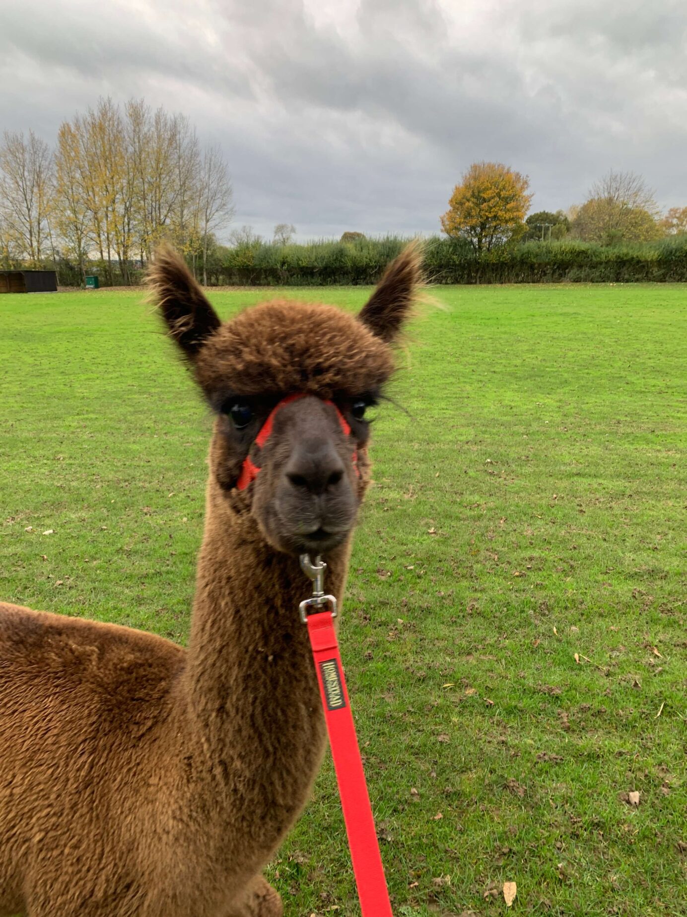 I'm ready to go! Alpaca Walking at Butterwick Alpaca Retreat