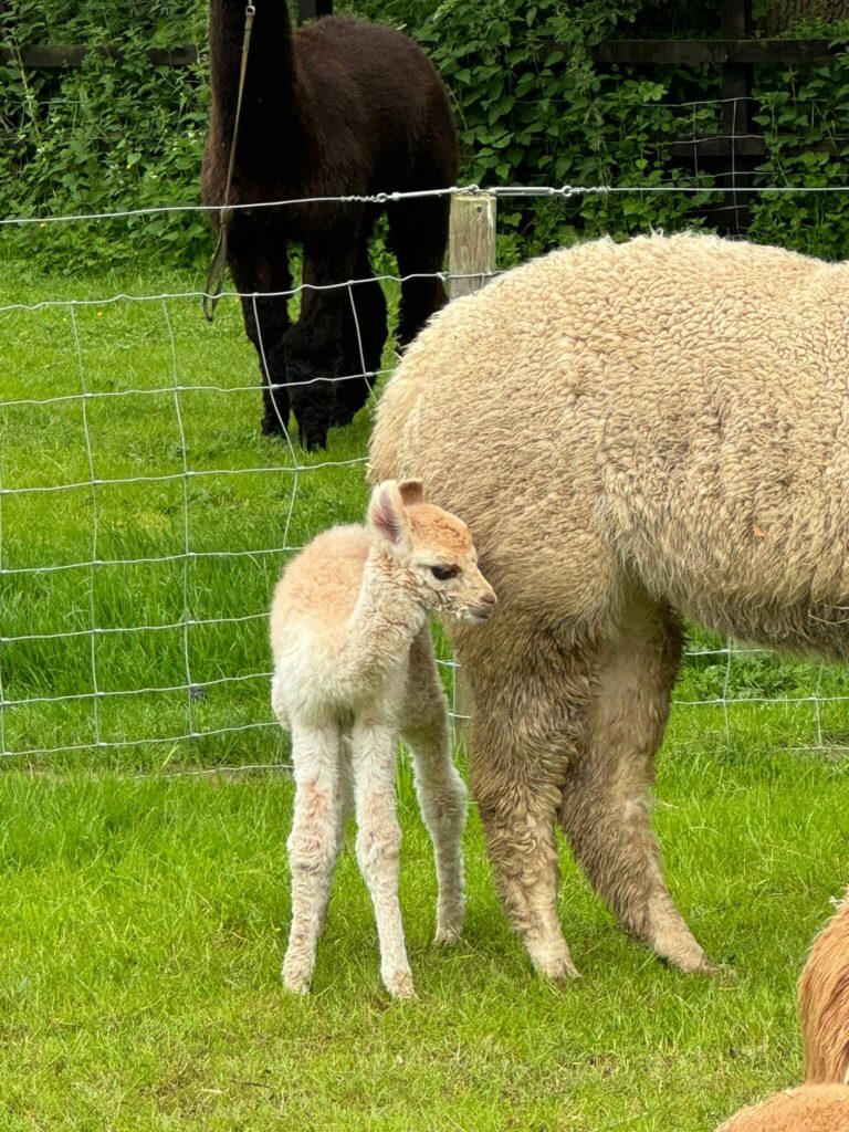 Beautiful Cria at Butterwick Alpaca Retreat