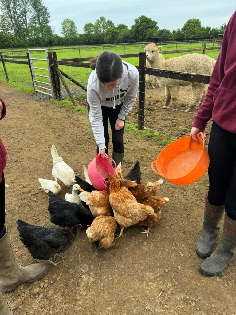 Feeding the Chickens at Butterwick Alpaca Retreat