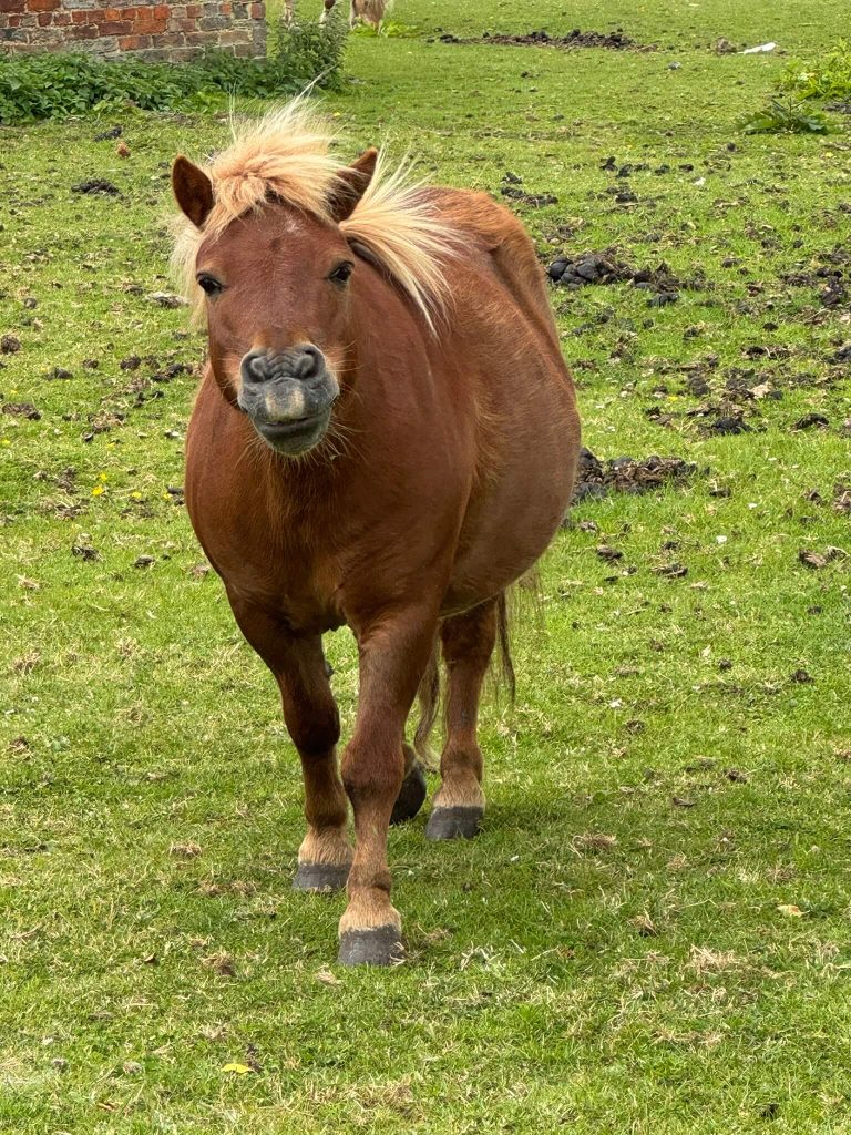 Horse in a field at Whole Hogg Farmshop
