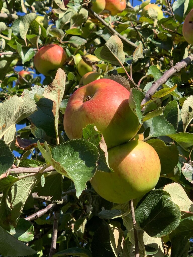 Bramley Apples on the trees at Low Costa Mill