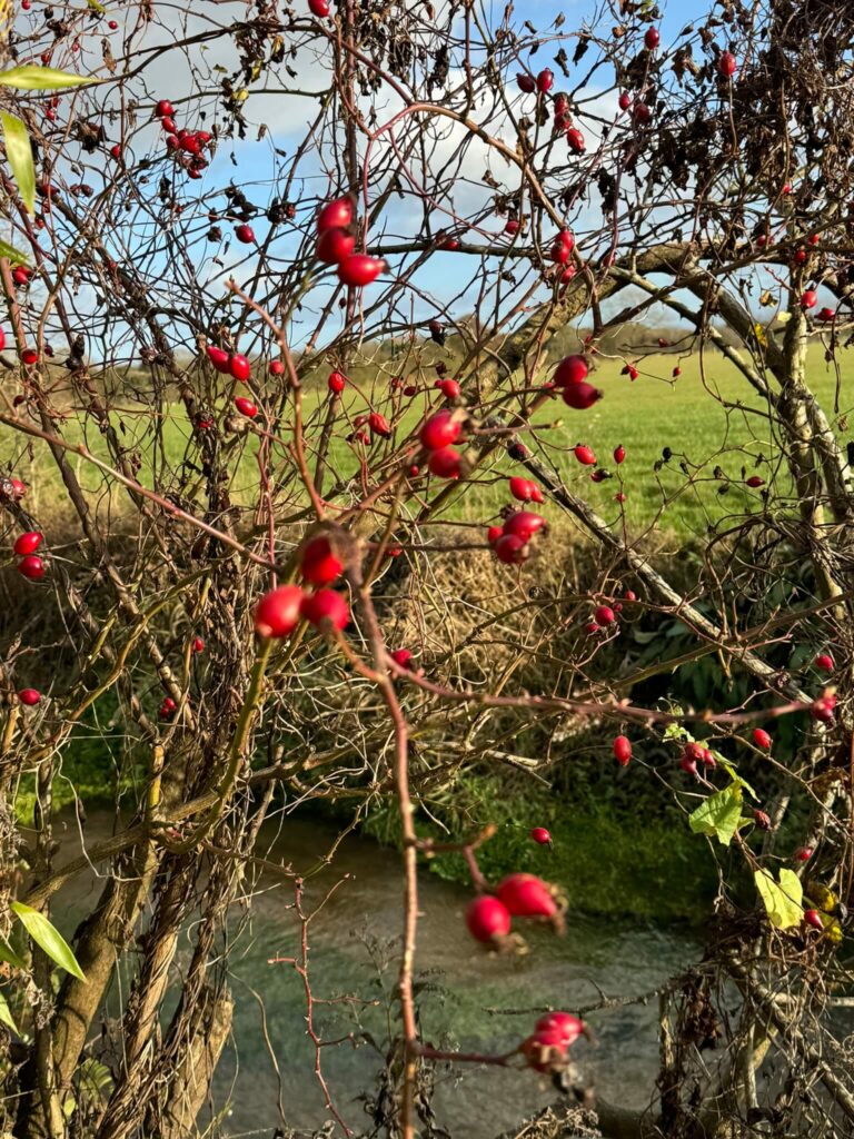Colourful Rosehips