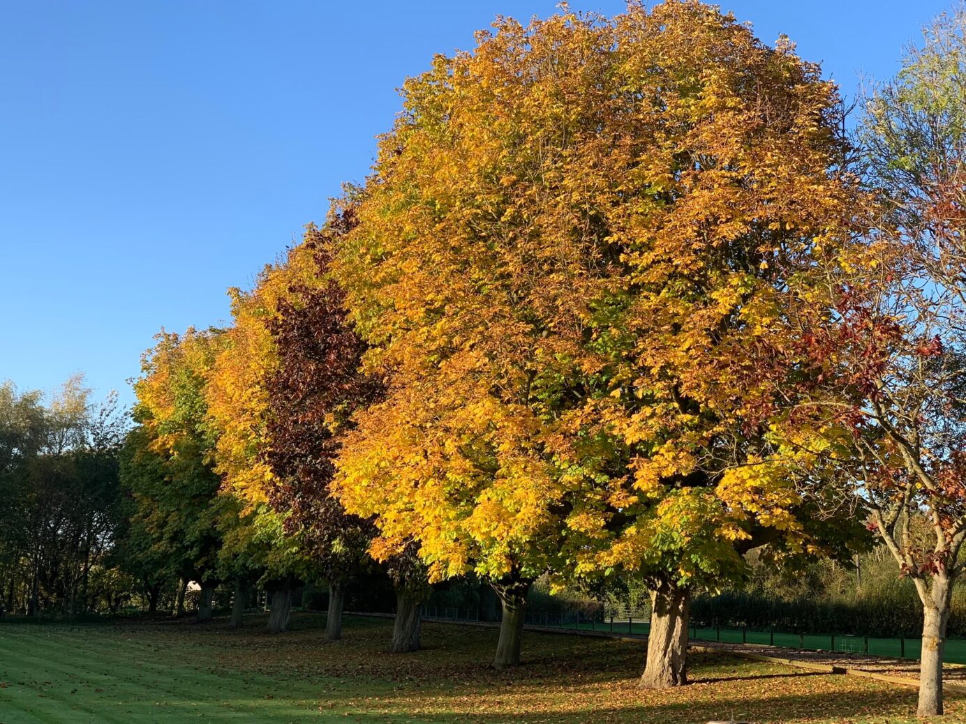 Autumn trees at Low Costa Mill