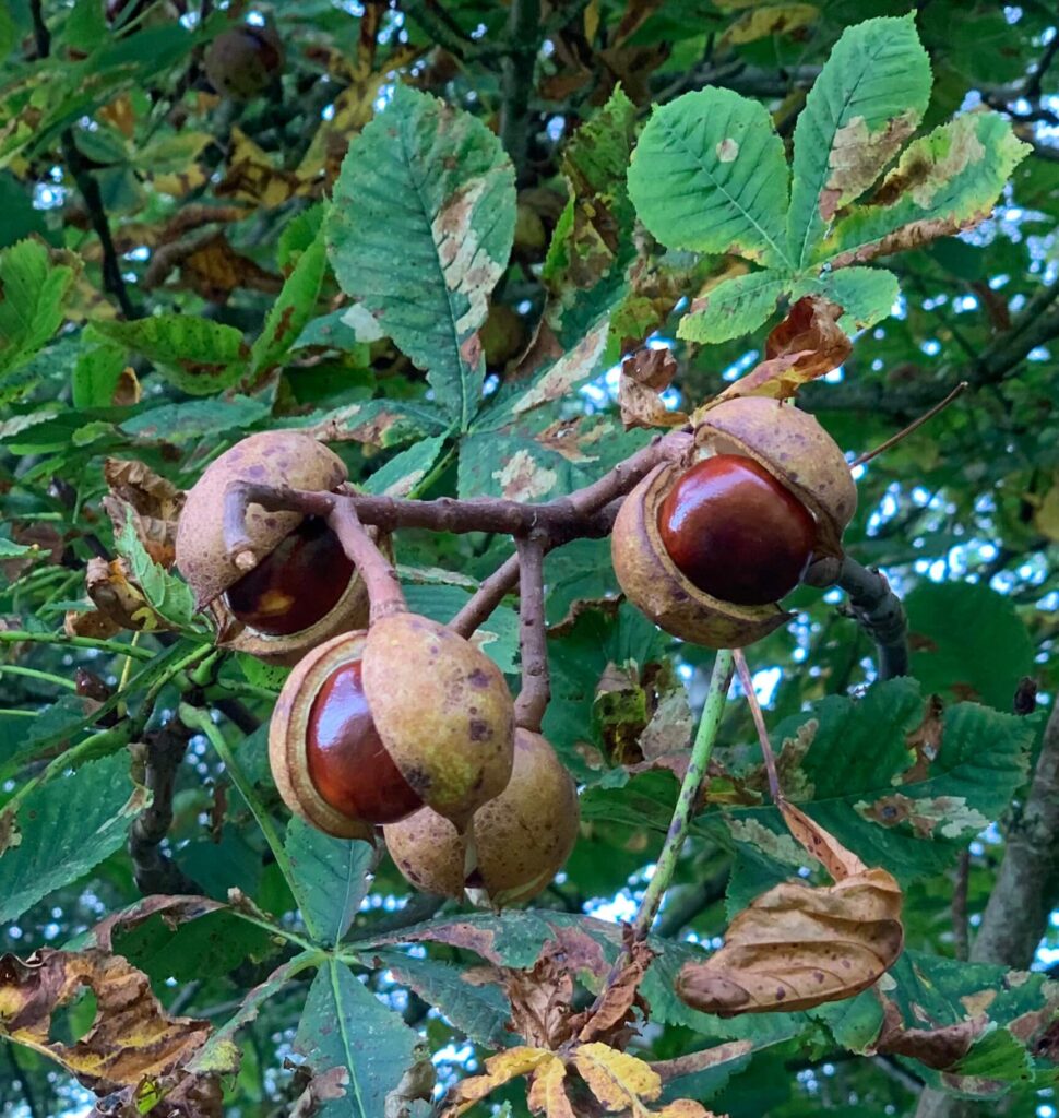Conkers