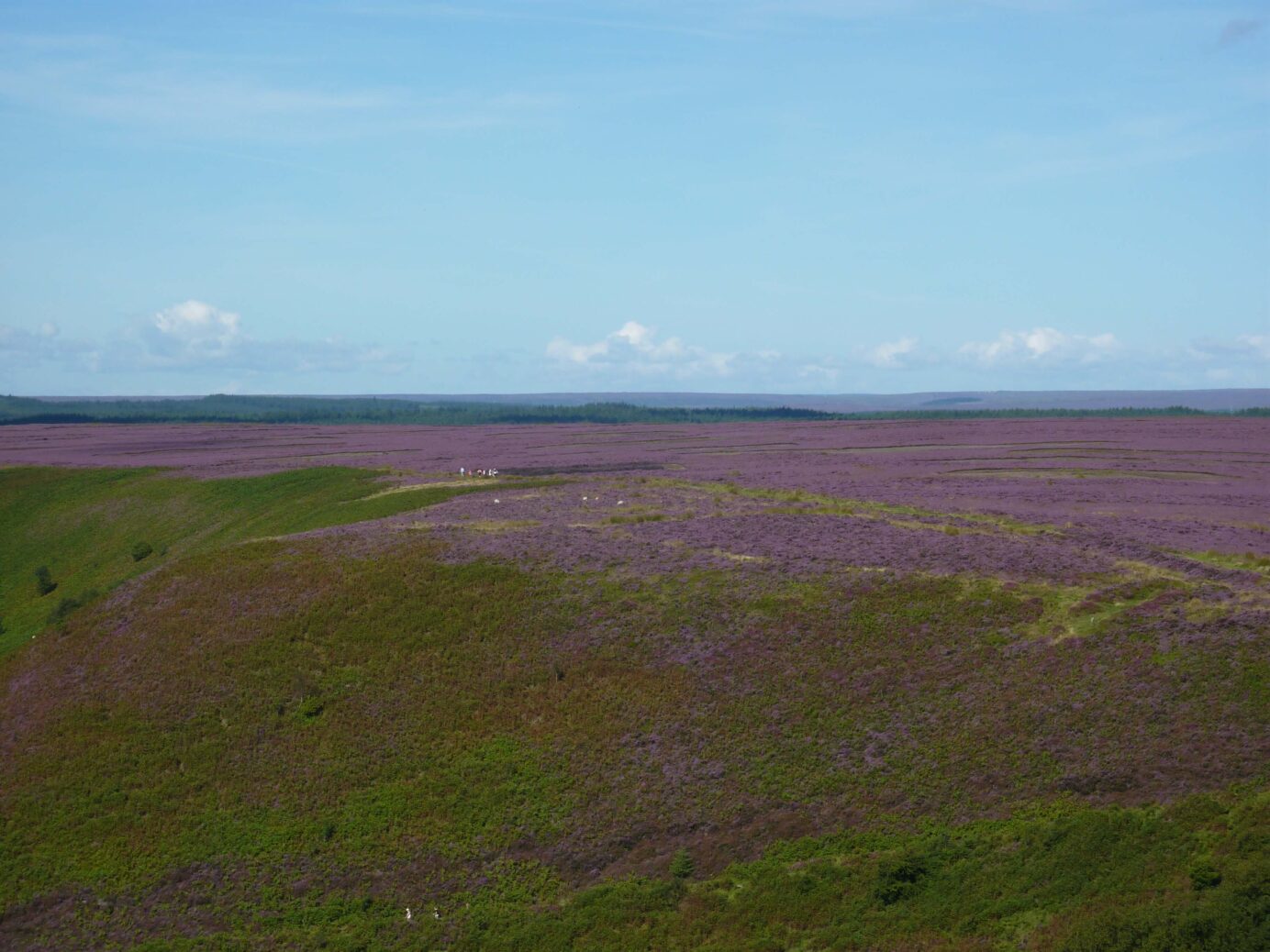 Carpet of Heather