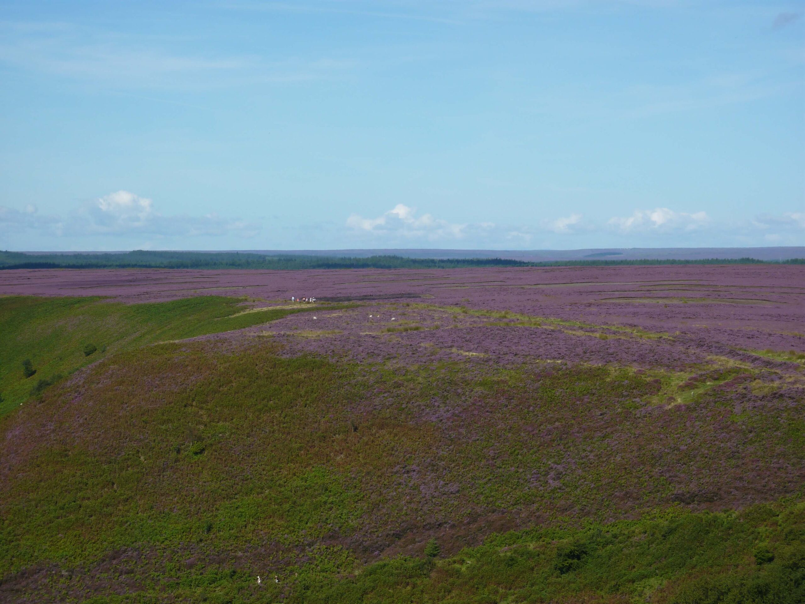 Featured image for “Hole of Horcum: Witness the North York Moors Heather Bloom”