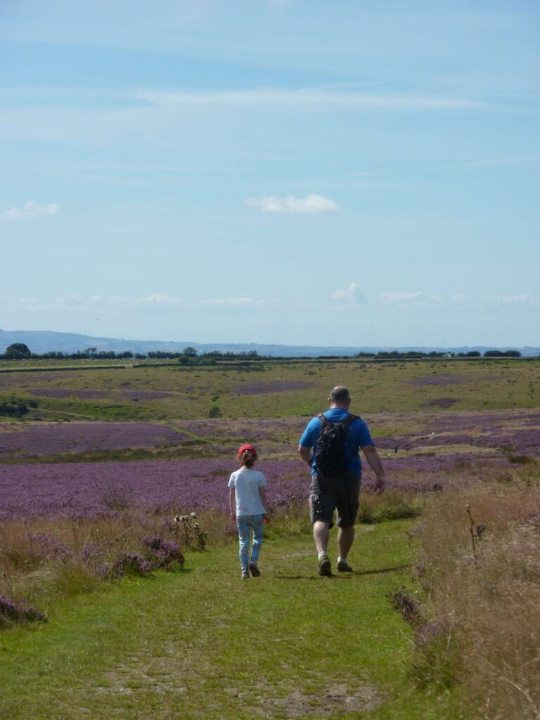Easy tracks through the Heather on the North York Moors