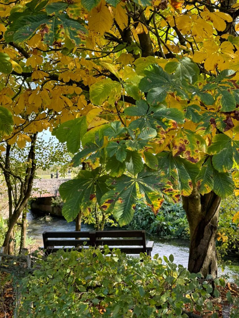 Riverside bench under the Autumn Trees
