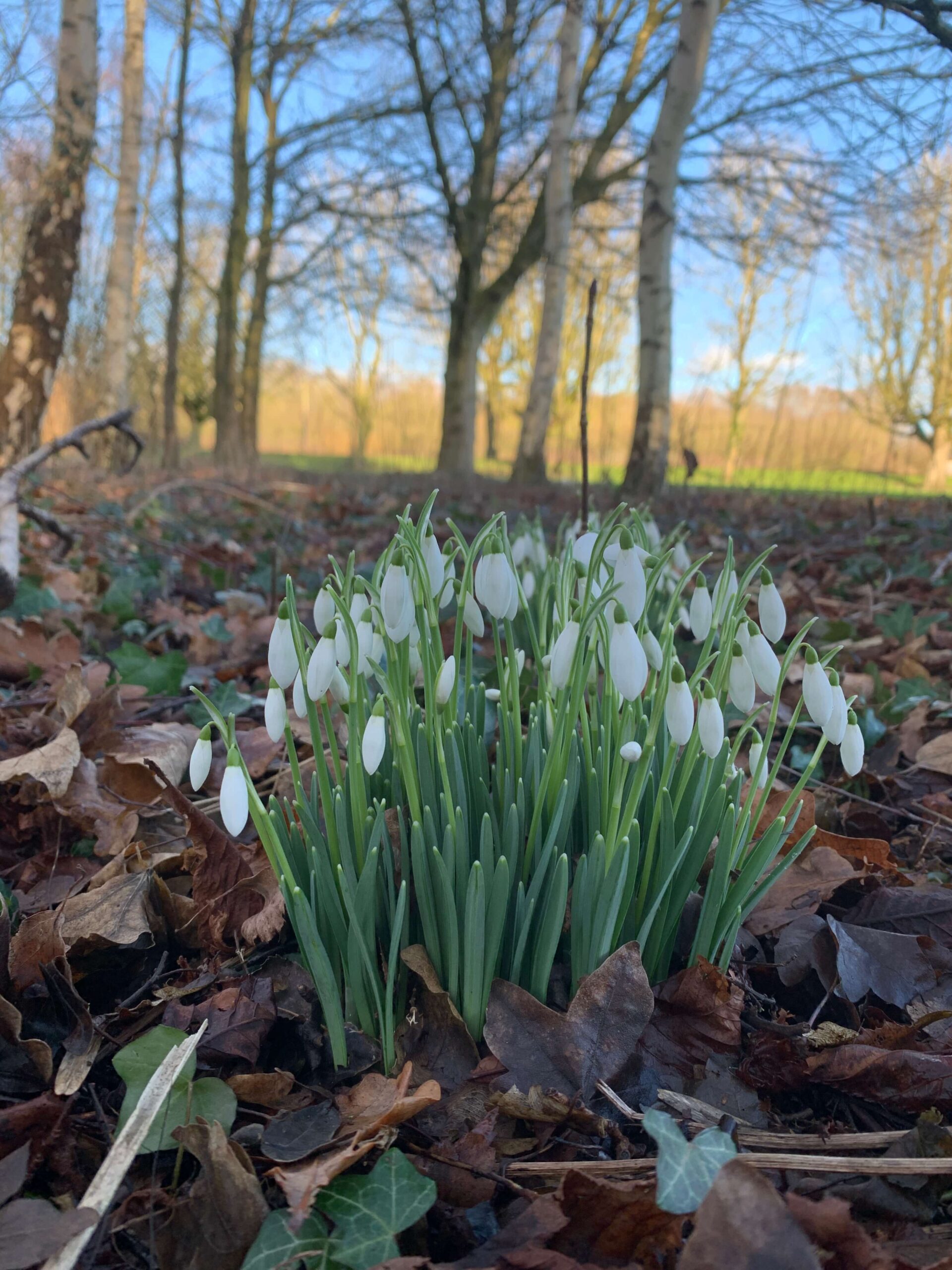 Featured image for “Spring Is on the Way at Low Costa Mill – 5 Signs to Look Out For”