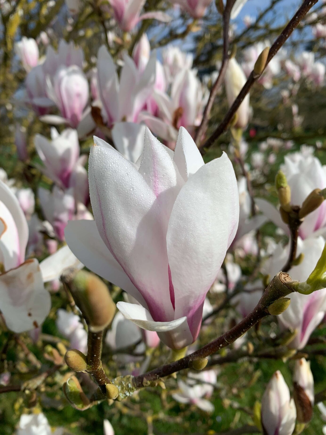 Magnolia at Castle Howard