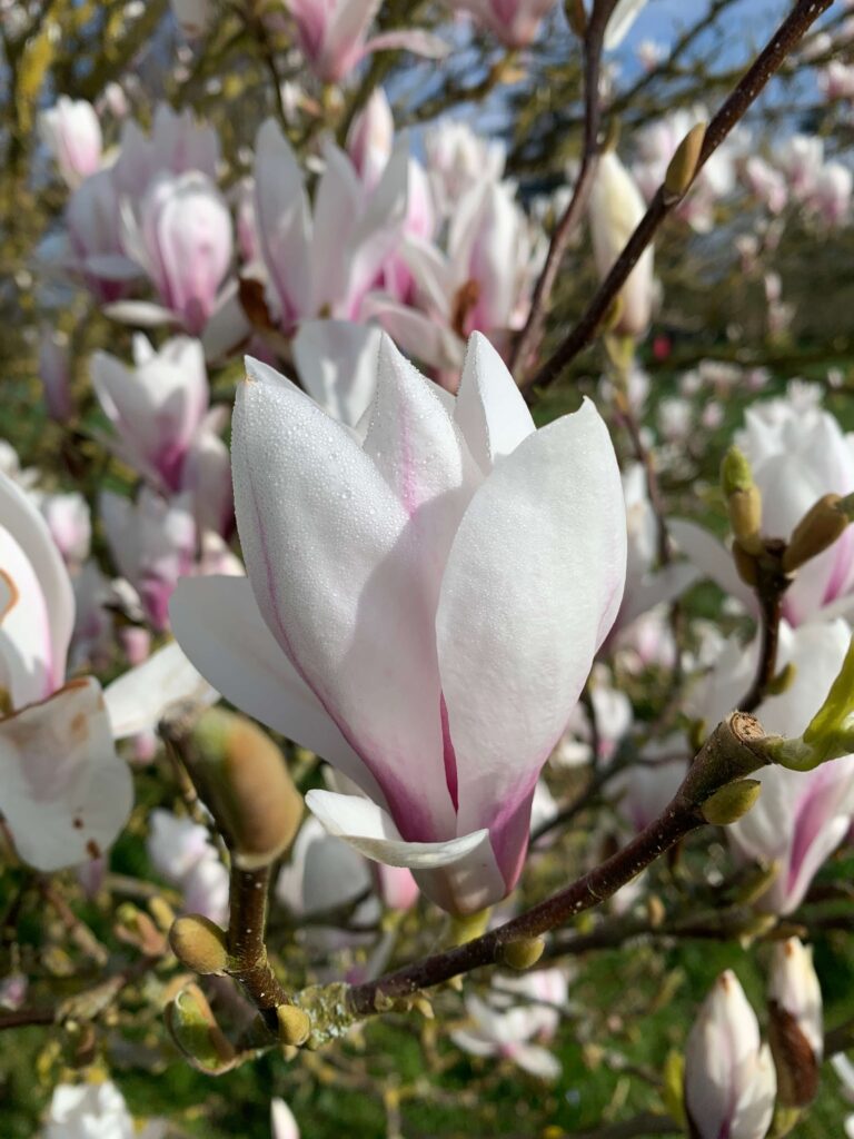 Magnolia at Castle Howard