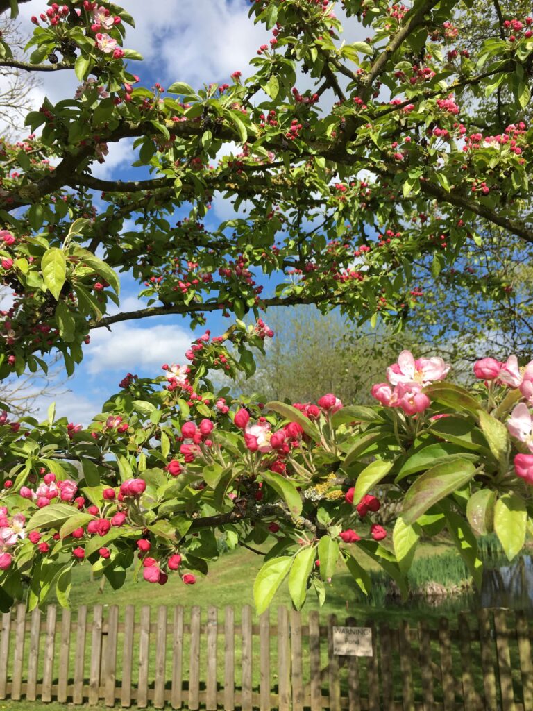 Spring Blossom at Low Costa Mill