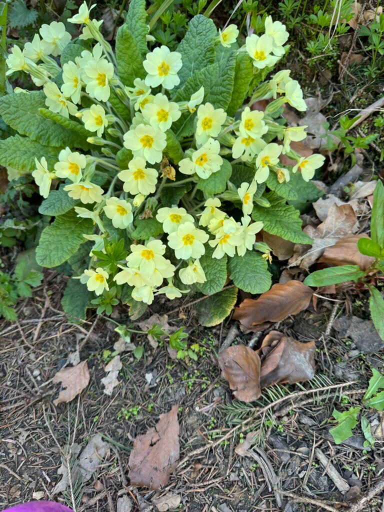 Spring Flowers at Low Costa Mill