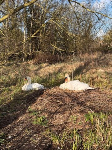 Nesting Swans at Low Costa Mill