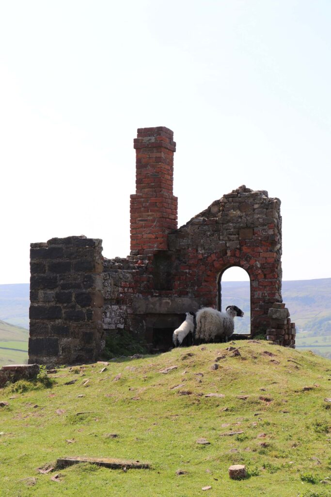 Sheep enjoying the view across Rosedale valley