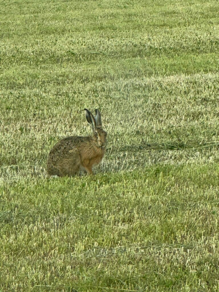 A wild hare resting in the grassy green fields at Low Costa Mill.
