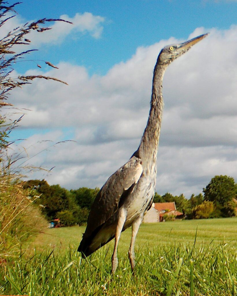 Heron standing tall at Low Costa Mill