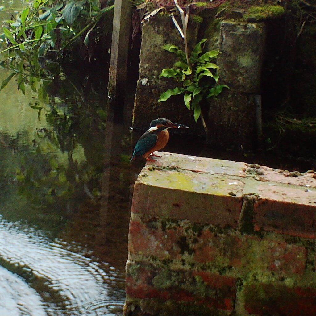 Kingfisher perched by the river at Low Costa Mill