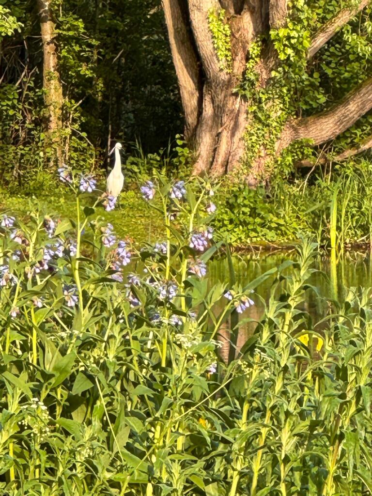 Little White Egret at the ponds Low Costa Mill