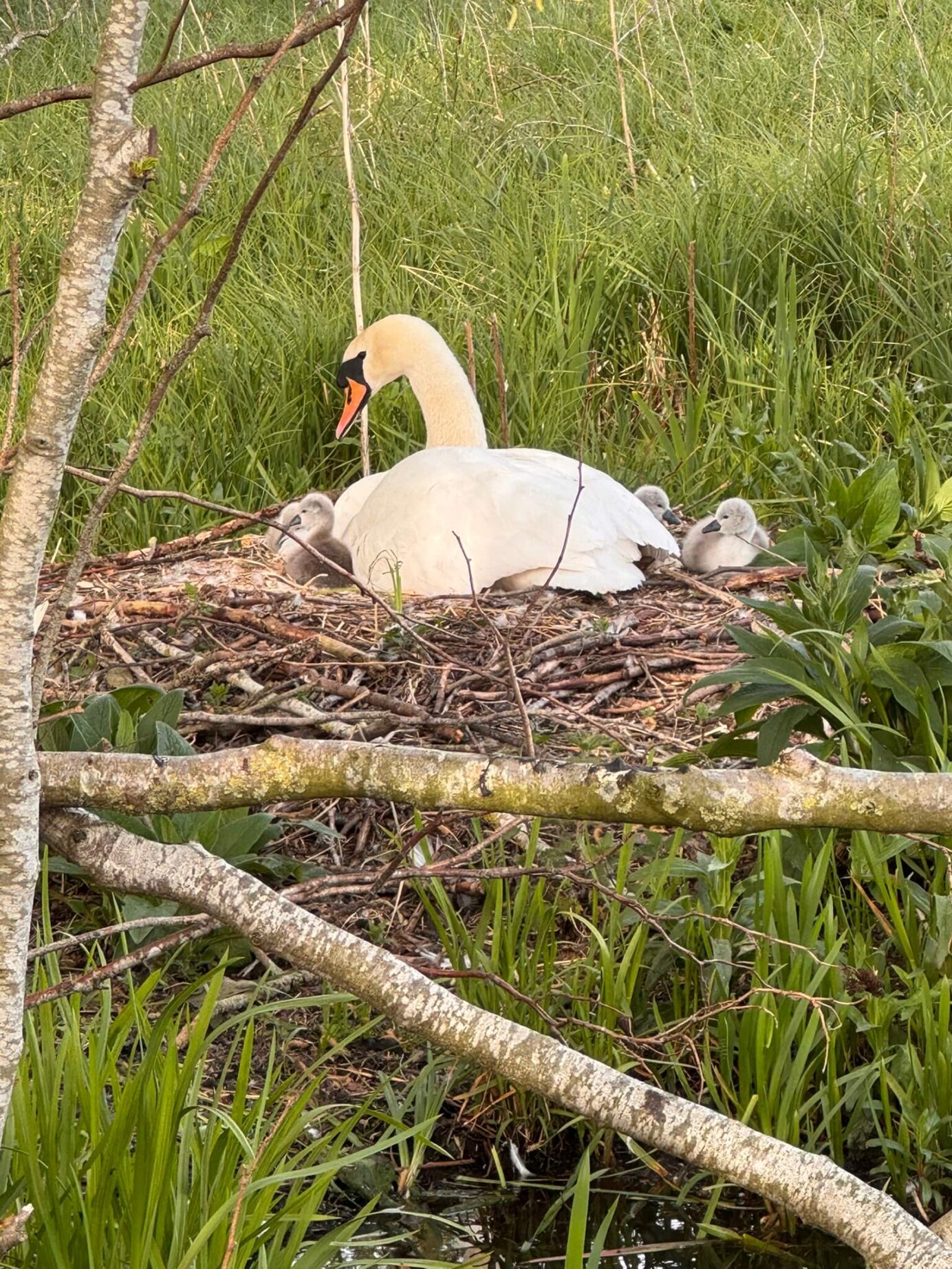 Nesting Swan and newborn Cygnets on the nest at Low Costa Mill