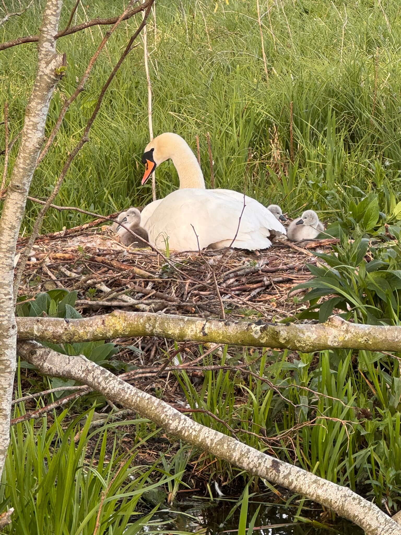 Featured image for “Nature on Our Doorstep: The Spectacular Wildlife at Low Costa Mill”