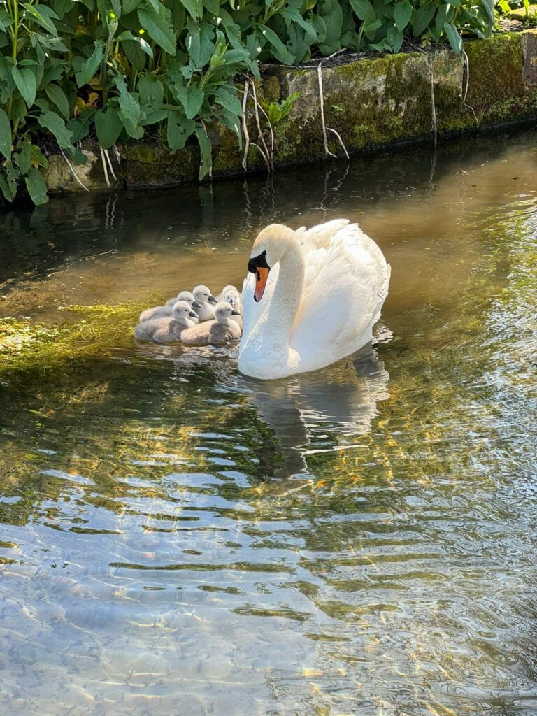Swan and Cygnets on the mill leat at Low Costa Mill