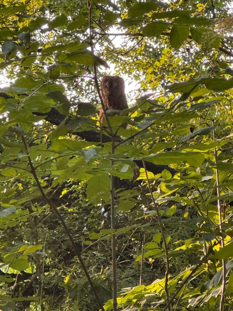 Tawny owl in the woods at Low Costa Mill