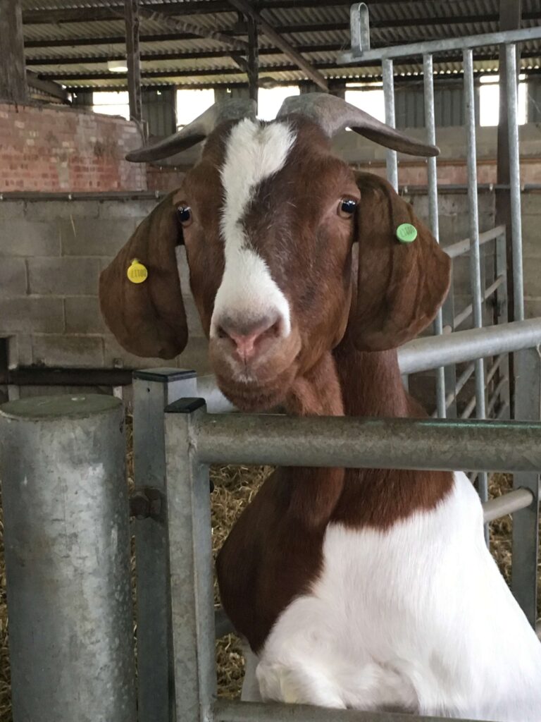 Friendly Animals at Playdale Farm