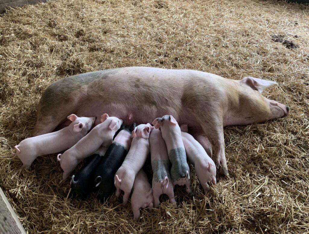 Pigs at Playdale Farm